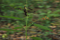 Desmodium motorium